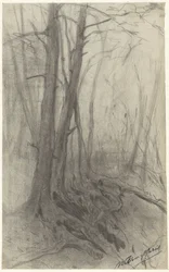 Alberi in un bosco