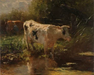 Mucca accanto a un fossato