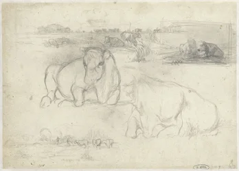 Schizzi di mucche