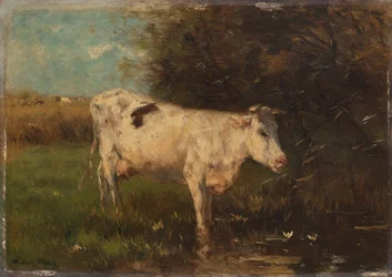 Mucca Bianca