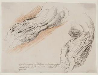 Studi anatomici (écorchés). Avambraccio sinistro spellato di un uomo in due posizioni.