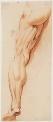 Studio anatomico (écorché). Gamba sinistra scorticata di un uomo vista da dietro