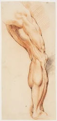 Studio anatomico. Gamba destra scorticata di un uomo vista da dietro, girata a destra