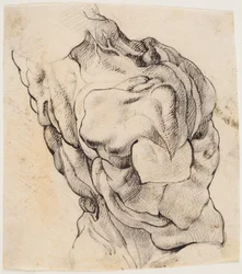 Studio anatomico (écorché). Torso di un uomo scuoiato visto da dietro mezzo girato a destra
