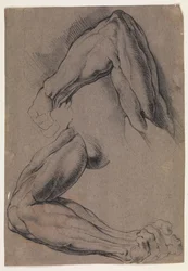 Studio anatomico (écorché). Due studi del braccio sinistro scuoiato di un uomo