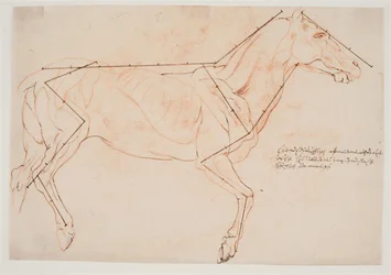 Studio anatomico e di proporzioni. Un cavallo