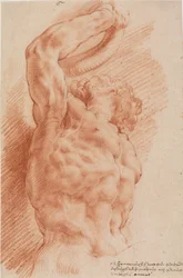 Laocoonte. Il torso di Laocoonte visto dal basso a destra
