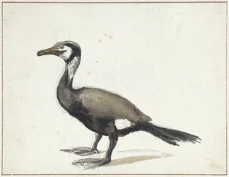 Cormorano
