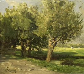 Salici