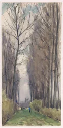 Viale con alberi alti