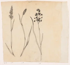 Erba odorosa, erba timotea e erba miele