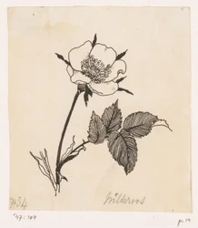 Rosa selvatica