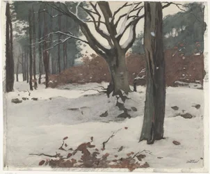 Alberi nella neve