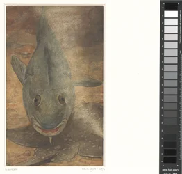 Pesce visto di fronte
