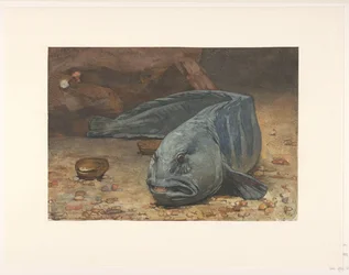 Lupo di mare sul fondo di un acquario