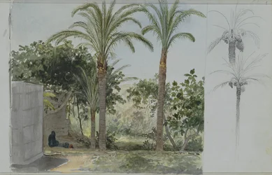Oasi con palme