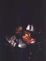 Immagine Sconosciuta