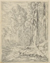 Radura tra alberi alti