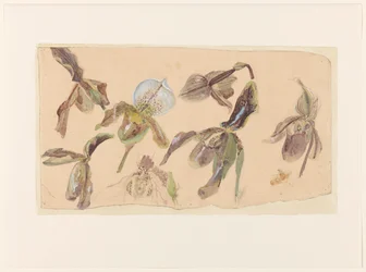 Sette studi di orchidee