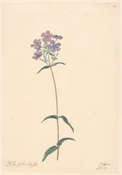 Ramo di flox