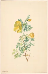 Ramo di una rosa gialla (Rosa Lutea)