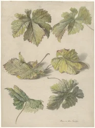 Studi di foglie di vite