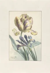 Tulipano e Iris