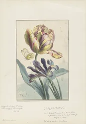 Tulipano e iris