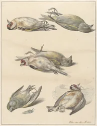 Sei uccellini morti
