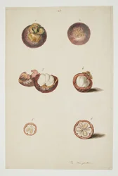 WD 961 f.25