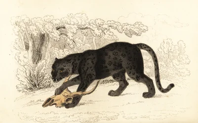 Giaguaro nero, Panthera pardus, 1834