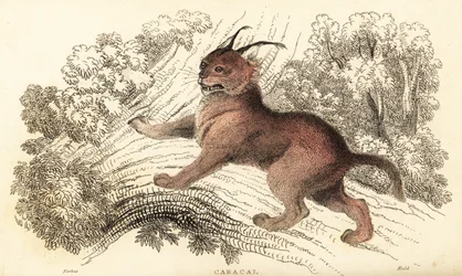 Caracal, Caracal caracal, 1834