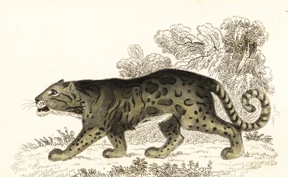 Leopardo nebuloso, Neofelis nebulosa (incisione)