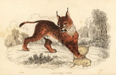 Lince eurasiatica, Lynx lynx, 1834