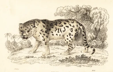 Giaguaro, Panthera onca (incisione)
