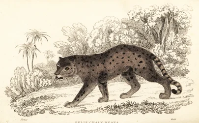 Jaguarundi, Puma yagouaroundi (incisione)