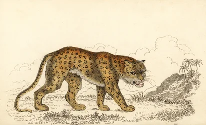 Leopardo, Panthera pardus, vulnerabile (incisione)