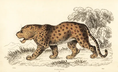 Leopardo, Panthera pardus, vulnerabile, 1834 (incisione)