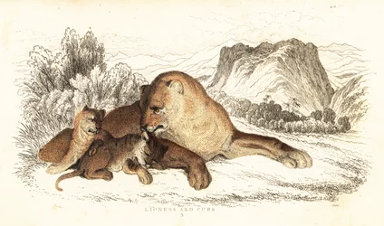 Leonessa e cuccioli, Panthera leo, 1834 (incisione)