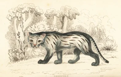 Gatto delle Pampas o Pantanal, Leopardus colocola, 1834