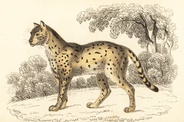 Serval, Leptailurus serval, 1834 (incisione)