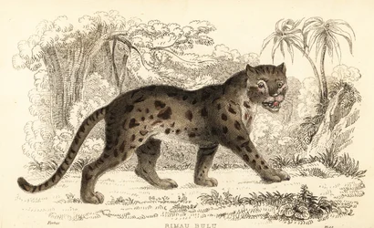 Gatto leopardo di Sunda, Prionailurus bengalensis subsp. sumatranus (incisione)