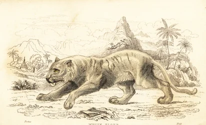 Tigre bianca, Panthera tigris tigris, in pericolo, 1834 (incisione)