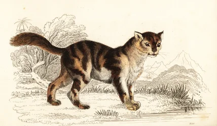 Gatto selvatico tartarugato del Sud America, Felis catus, 1834 (incisione)