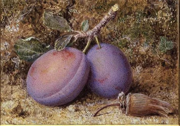 Prugne e una nocciola