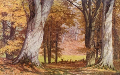 Nel Parco di Knole, vicino al Faggio del Re