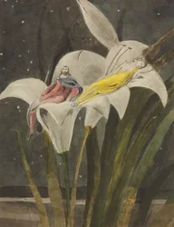 Oberon e Titania su un giglio, 1795 circa (matita, penna, inchiostro, acquerello su carta)