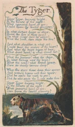 Canzoni dell
