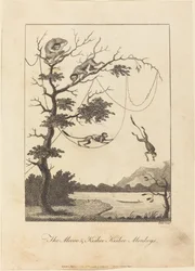 Le Scimmie Mecoo e Kisbee Kishee, 1793