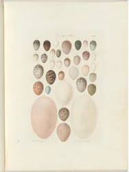 Uova di uccelli di Victoria. Il folio inedito Australia Terra Cognita di William Blandowski. 1855-56